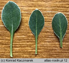 Eriogonum umbellatum (pokoślin baldaszkowy)