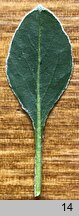 Eriogonum umbellatum (pokoślin baldaszkowaty)