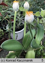 Haemanthus albiflos (krasnokwiat białokwiatowy)