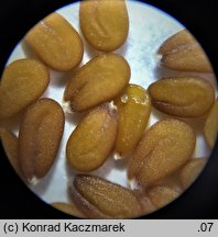 Lepidium ruderale (pieprzyca gruzowa)
