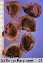 Rhinanthus minor (szelÄ™Å¼nik mniejszy)