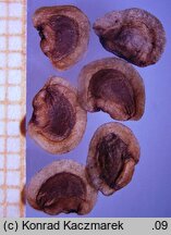 Rhinanthus minor (szelężnik mniejszy)