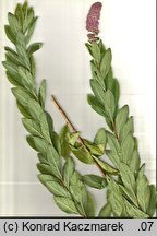 Spiraea ×pseudosalicifolia (tawuła nibywierzbolistna)