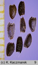 Acmella oleracea (znieczulecznik)