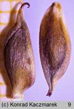 Eriocapitella rivularis (zawilec Å‚Ä…kowy)
