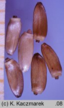 Cirsium canum (ostrożeń siwy)