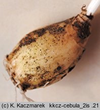 Chionodoxa luciliae (śnieżnik lśniący)
