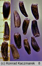 Cichorium intybus ssp. intibus (cykoria podróżnik typowa)