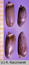 Cirsium decussatum (ostrożeń siedmiogrodzki)