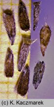 Linosyris vulgaris (ożota zwyczajna)