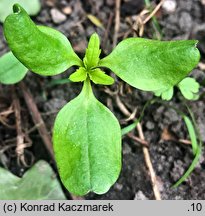 Impatiens parviflora (niecierpek drobnokwiatowy)