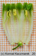 Polygonatum odoratum (kokoryczka wonna)