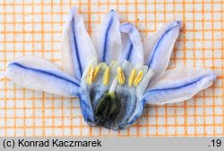 Puschkinia scilloides (puszkinia cebulicowata)