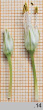 Allium fistulosum (czosnek dęty)
