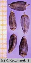 Serratula lycopifolia (sierpik różnolistny)