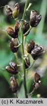 Aconitum lycoctonum ssp. lycoctonum (tojad lisi typowy)