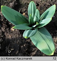 Allium christophii (czosnek biaÅ‚awy)