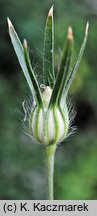 Agrostemma githago (kąkol polny)
