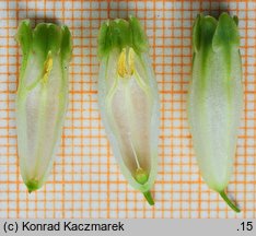 Polygonatum odoratum (kokoryczka wonna)
