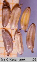 Cirsium oleraceum (ostrożeń warzywny)