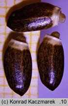 Silybum marianum (ostropest plamisty)