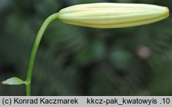 Lilium lancifolium (lilia tygrysia)