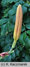 Hemerocallis fulva (liliowiec rdzawy)
