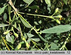 Halimodendron halodendron (słonisz srebrzysty)