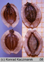 Peucedanum oreoselinum (gorysz pagórkowy)