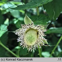 Rubus illecebrosus (jeÅ¼yna (malina) ponÄ™tna)