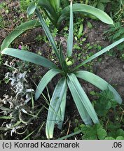 Allium christophii (czosnek biaÅ‚awy)