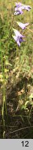 Campanula rapunculus (dzwonek rapunkuł)