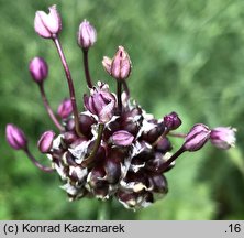 Allium scorodoprasum (czosnek wężowy)