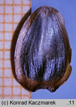 Silphium perfoliatum (rożnik przerośnięty)