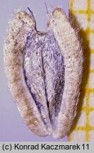 Verbesina encelioides (werbezyna filcowata)