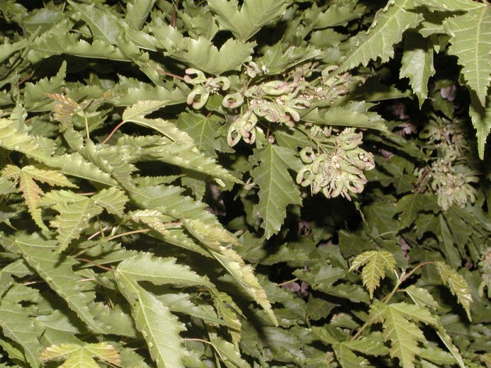 Acer tataricum ssp. ginnala