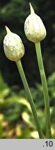Allium sphaerocephalon (czosnek główkowaty)