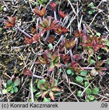 Geranium pratense (bodziszek łąkowy)