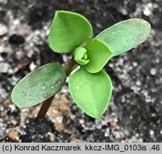 Euphorbia peplus (wilczomlecz ogrodowy)