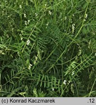 Vicia hirsuta (wyka drobnokwiatowa)