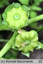 Malva parviflora (Å›laz drobnokwiatowy)