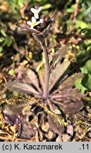 Arabidopsis thaliana (rzodkiewnik pospolity)