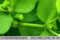 Euphorbia peplus (wilczomlecz ogrodowy)