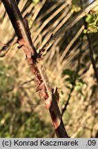 Ribes rubrum (porzeczka zwyczajna)