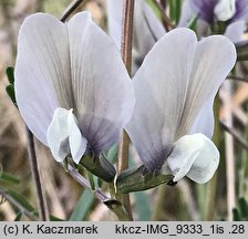 Vicia grandiflora (wyka wielkokwiatowa)