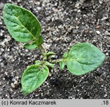 Solanum tuberosum (psianka ziemniak)