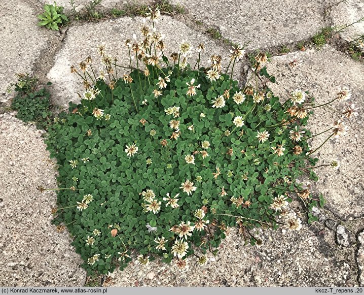Trifolium repens ssp. repens (koniczyna biała typowa)