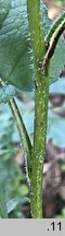 Campanula glomerata (dzwonek skupiony)