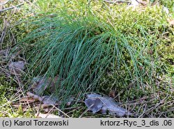 Arenaria graminifolia (piaskowiec trawiasty)