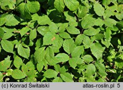 Rubus praecox (jeżyna długopręcikowa)